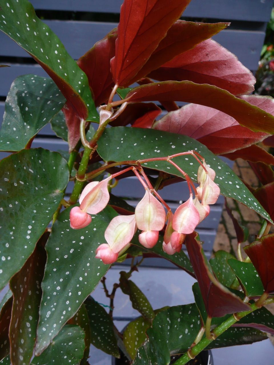 B. ‘Maurice D’Arcy’